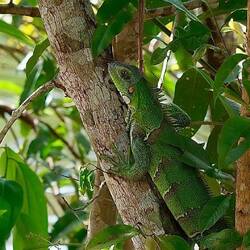 Leguan vor der Hüttentür