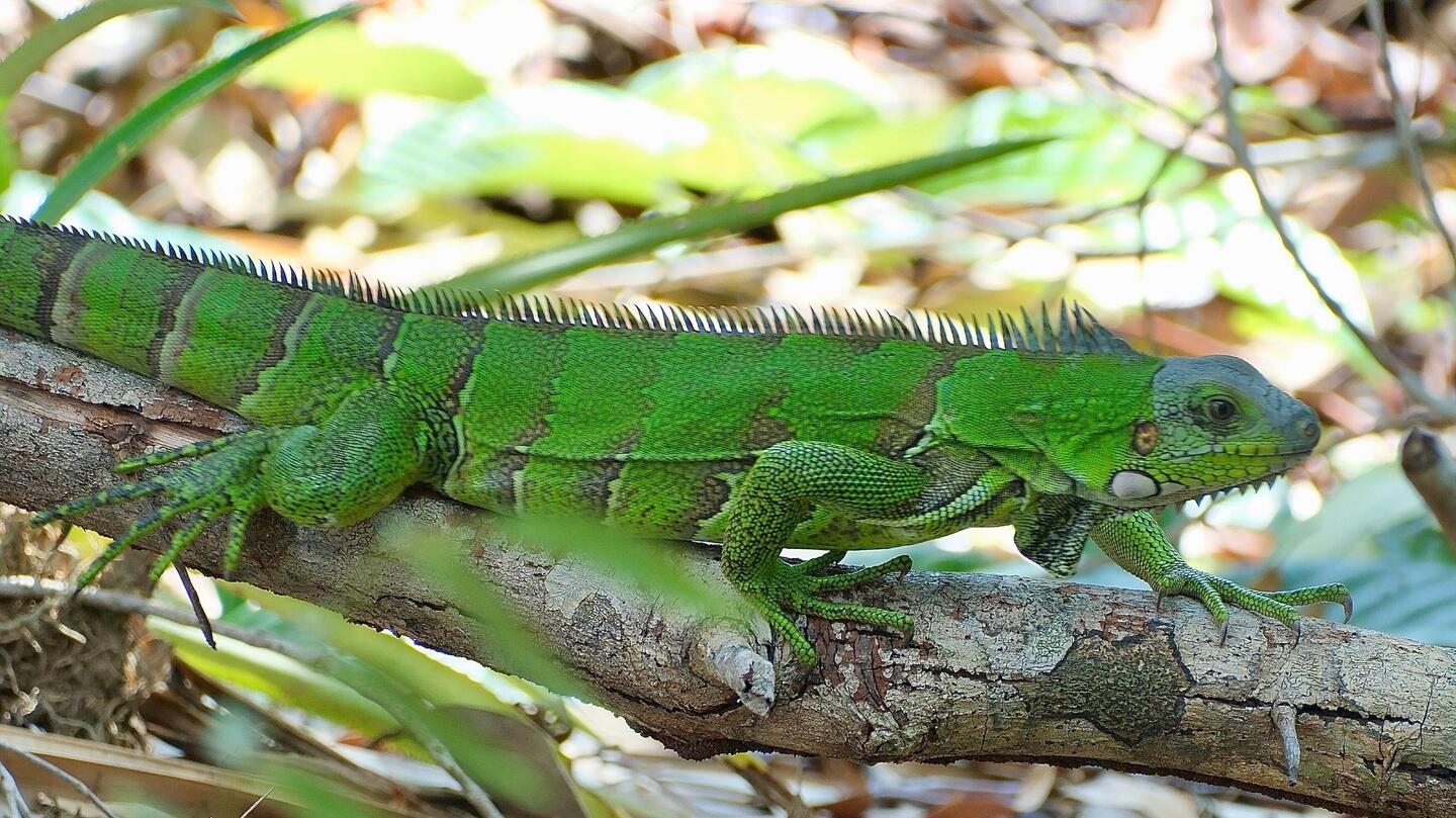 Leguan