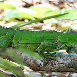 Leguan