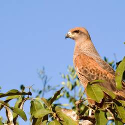 Ein Savannenbussard