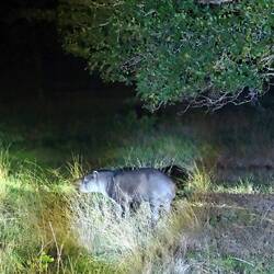 Auf Nachtsafari - ein Tapir ...