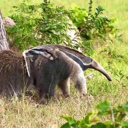 Der große Ameisenbär - unser Favorit