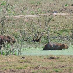 Capybaras - Wasseschweine