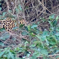 Ein Jaguar schleicht durch das Dickicht