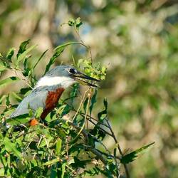 Kingfisher