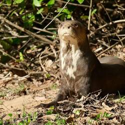 Neugieriger Riesenotter