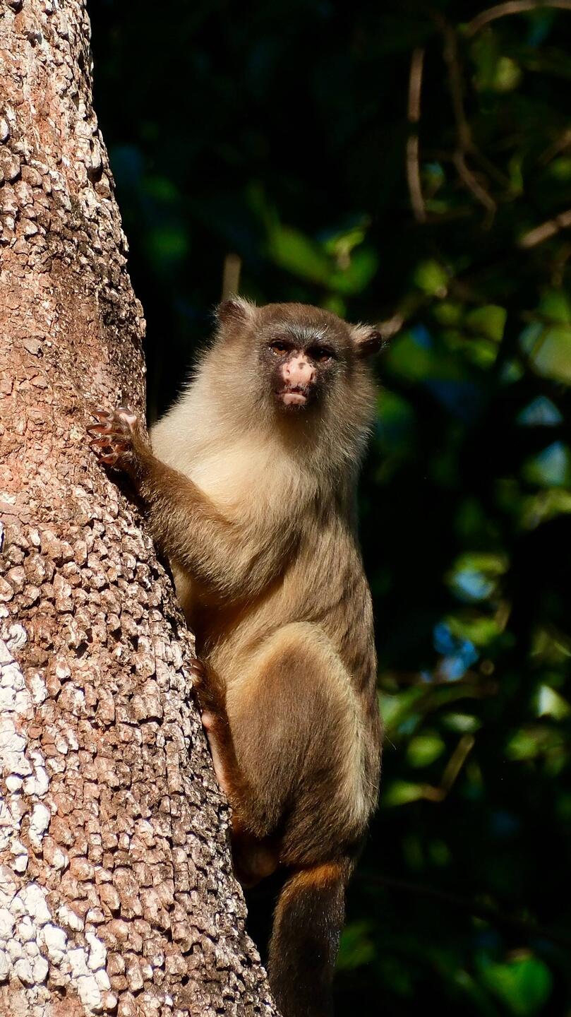 Krallenaffe