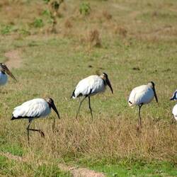 Jabirustorch - das Wahrzeichen des Pantanal