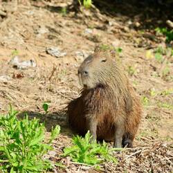 Wasserschwein - Capybara