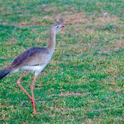 Rotfußseriema - ein Laufvogel der nur im mittleren Südamerika vorkommt