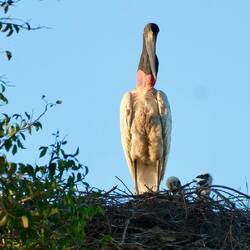 Jabiru Storch mit 2 Babies