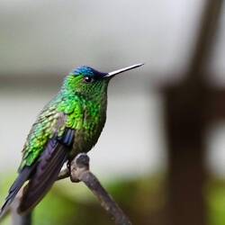 Kolibri