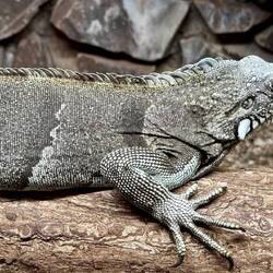 Leguan