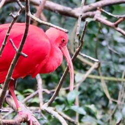 Roter Ibiss