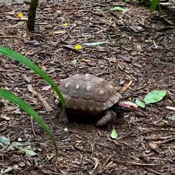 Schildkröte