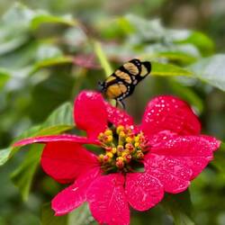 Weihnachtsstern mit Schmetterling