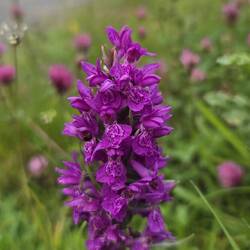 Northern Marsh Orchid