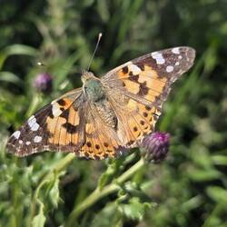 Painted Lady butterfly