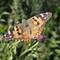 Painted Lady butterfly