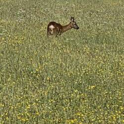 Roe deer
