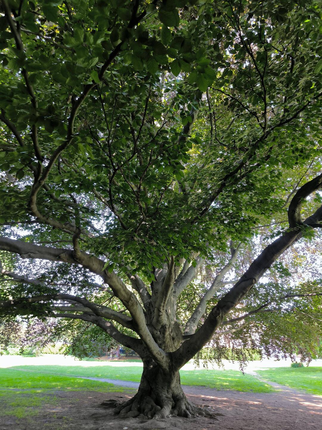 Gewaltige Eiche im Stadtpark