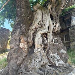Chestnut tree estimated to be between 800 and 950 years old.