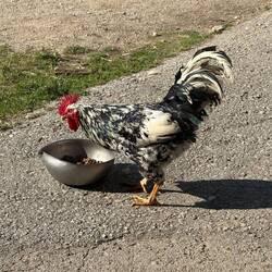 The chickens were ecstatic to be let out of the barn. This one seems to like the dog food.
