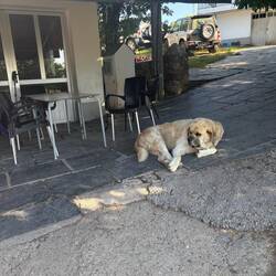 There are two of these dogs that "work" at this cafe. US Health Dept would have a fit.
