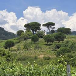 On the way to Villafranca