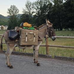 A pilgrim's mule