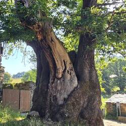 Thousand year old tree