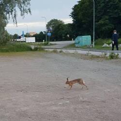 Incrocio tra 🐇 e 🦘??? 🤔😁