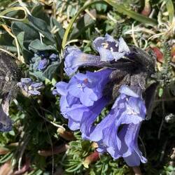 Polemonium Viscosum