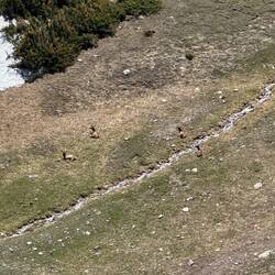 There were about 8-9 elk down in this valley.