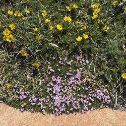 Moss Campion