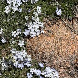 Spreading Phlox