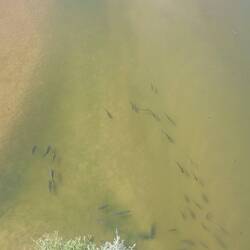 Unglaublich fette Fische in der Loire. Von der Brücke hinunter fotografiert