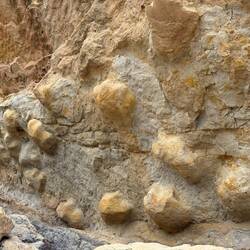 Dino footprints! 😳