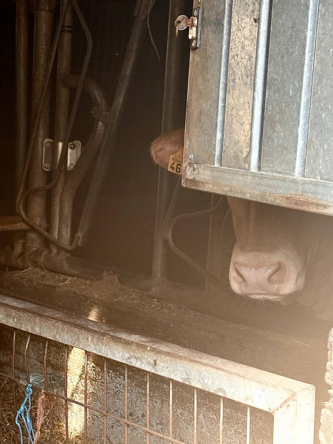 Gratuitous cow nose shot.