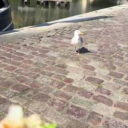 Ist das nicht die Möwe aus Polen.
