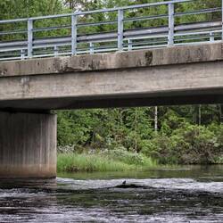 Unter der Brücke brütet die Wasseramsel ((s. nä. Post)