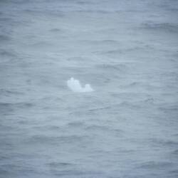 First chunk of sea ice I spotted
