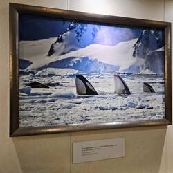 There are exquisite National Geography images all through the ship