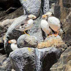 Div. Vogelarten am Nordkapp