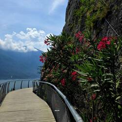 Pretty flowers all over, even along this path. Typical Italy.