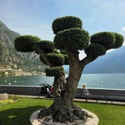 Limone Waterfront