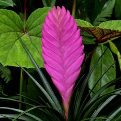 I've never seen one like this before -- love the color.