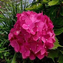 Not uncommon, but huge and colorful.