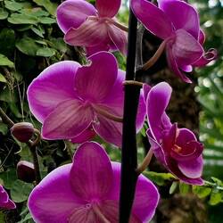 Driving back from Limone, we stopped at a botanical garden. Some very beautiful flowers.
