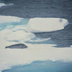 We have our first seal !